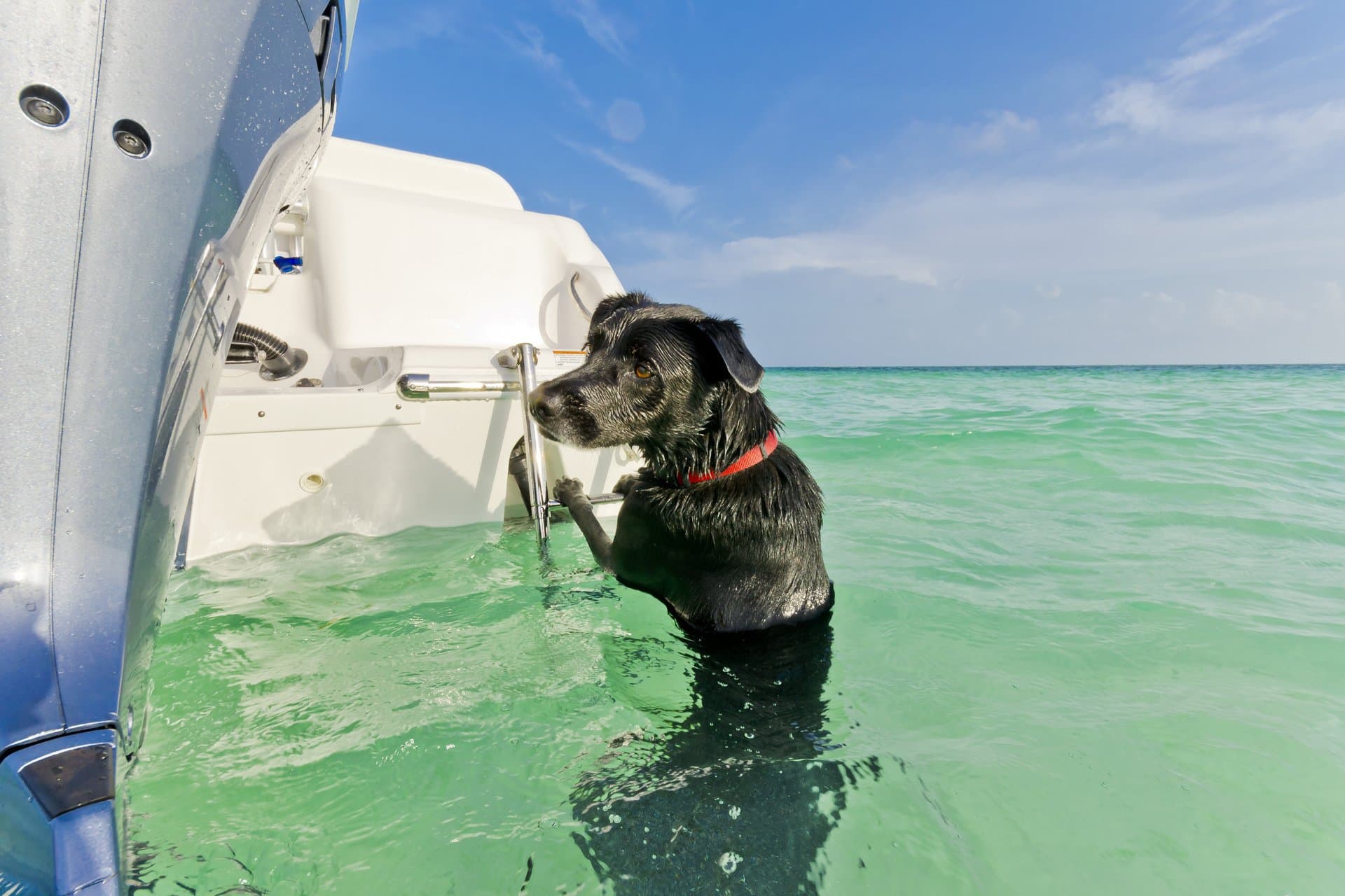 Tips for Safe Boating with Pets
